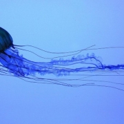 1. Água-viva-caixa-australiana(Cubozoa)