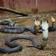 2. Cobra-real (Ophiophagus hannah)