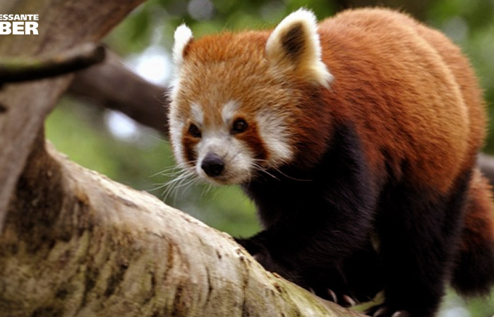 A mascote do navegador Firefox não é uma raposa!