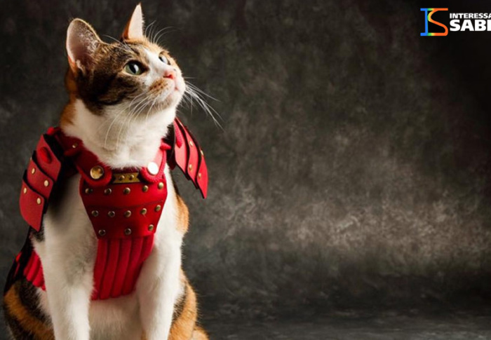 Empresa japonesa cria armaduras samurai para cães e gatos