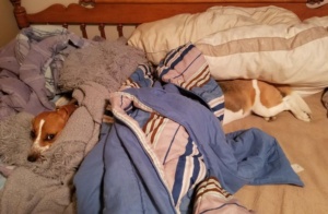 cachorro gigante deitado na cama