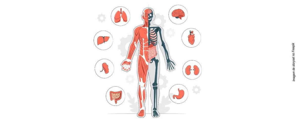 curiosidades do corpo humano