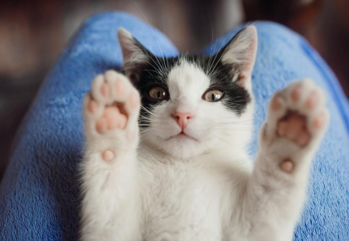 Curiosidades dos Gatos: Descubra Fatos Fascinantes e Surpreendentes