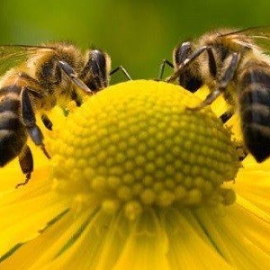 Curiosidades sobre as abelhas: Fatos interessantes e surpreendentes