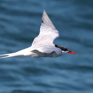 Quais são as aves migratorias no brasil e por ondes elas voam