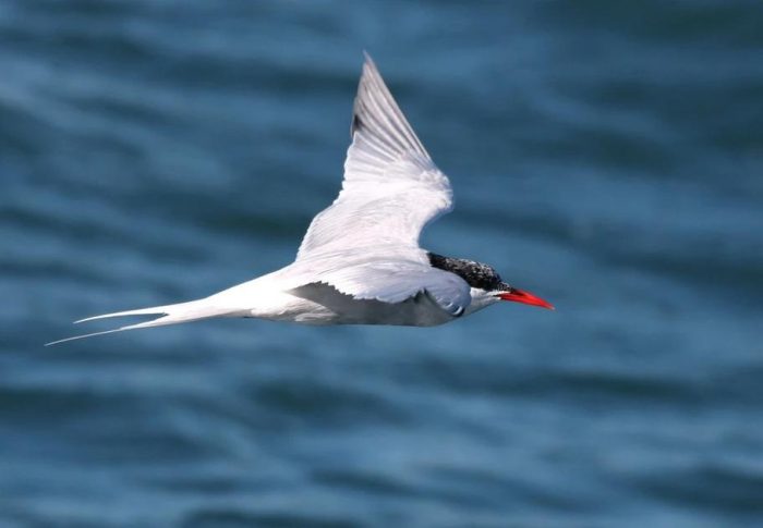 Quais são as aves migratorias no brasil e por ondes elas voam