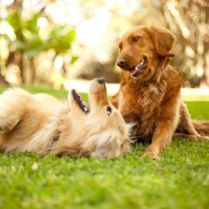 Veja quais são as raças de cachorros mais sociáveis