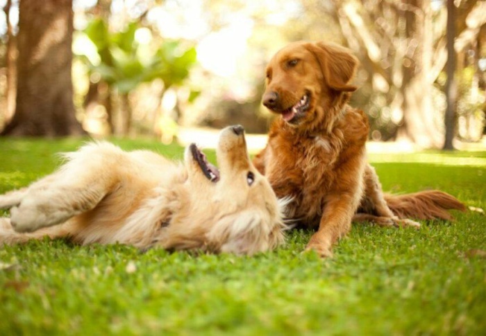 Veja quais são as raças de cachorros mais sociáveis