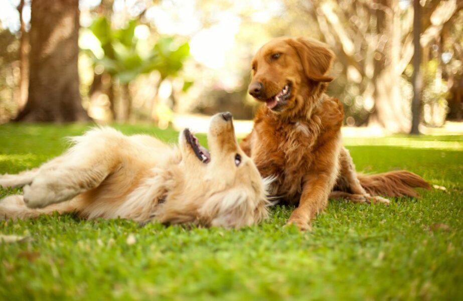 cachorros mais sociáveis