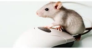 Entenda por que o mouse ganhou esse nome quando foi criado?