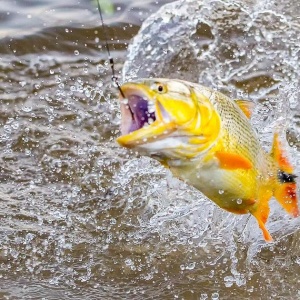 Quando ir e onde ficar durante a temporada de pesca no pantanal