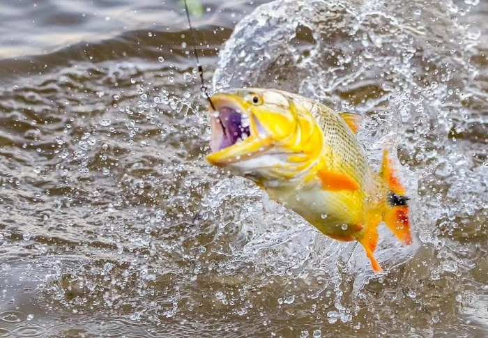 Quando ir e onde ficar durante a temporada de pesca no pantanal