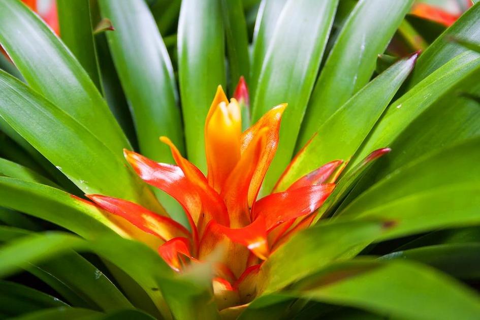 plantas que vievem com pouca agua