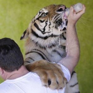 Animais selvagens podem ser domesticados desde filhotes