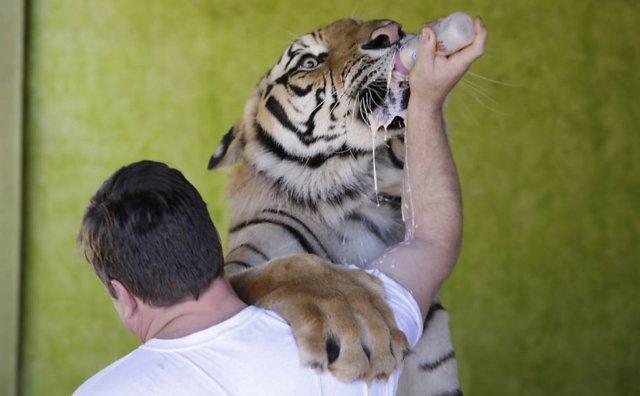 Animais selvagens podem ser domesticados desde filhotes