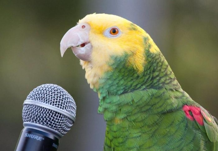 Quais são as espécies de aves que falam?