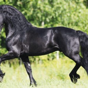 Conheça as raças de cavalo mais caras do mundo