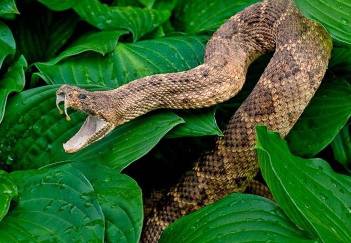 Quais são as picadas de cobra mais mortais do mundo