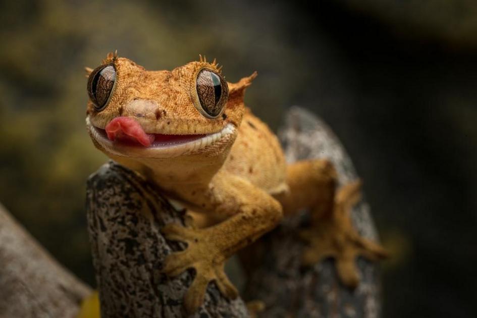 animais de extimação exóticos