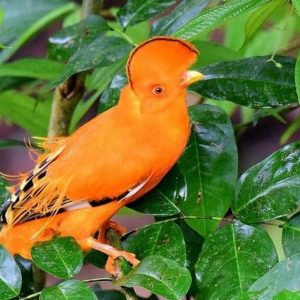 Conheça quais são as aves mais bonitas do Brasil