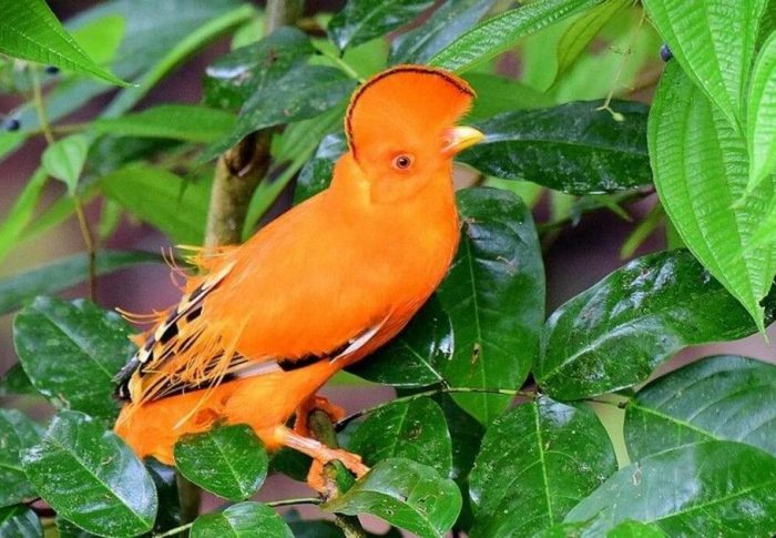 Conheça quais são as aves mais bonitas do Brasil