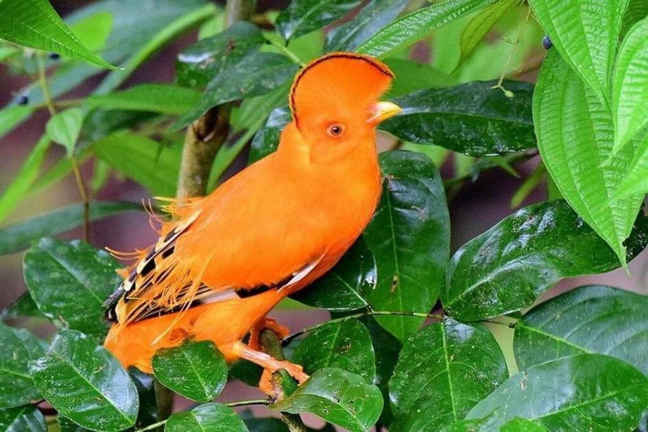 aves bonitas do Brasil