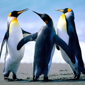 Quantas espécies de pinguins existem no planeta?