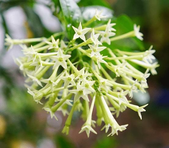 Flores da noite: plantas que só se abrem e exalam perfume noturno