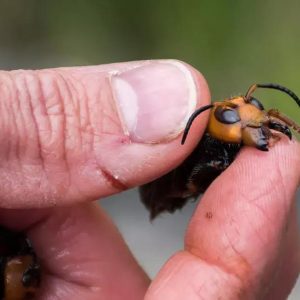 Pequenos e mortais: veja os insetos mais perigosos do mundo