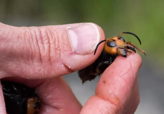 Pequenos e mortais: veja os insetos mais perigosos do mundo