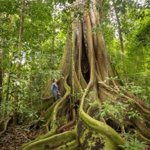 Conheça quais são as arvores nativas do Brasil