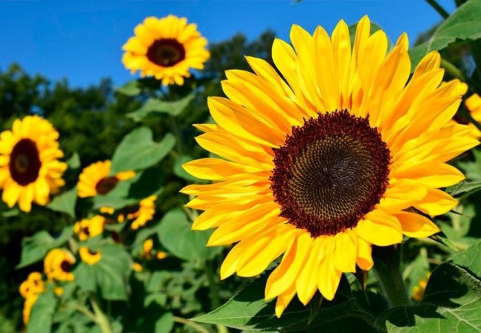 Top 5 das flores que trazem mais alegria ao ambiente